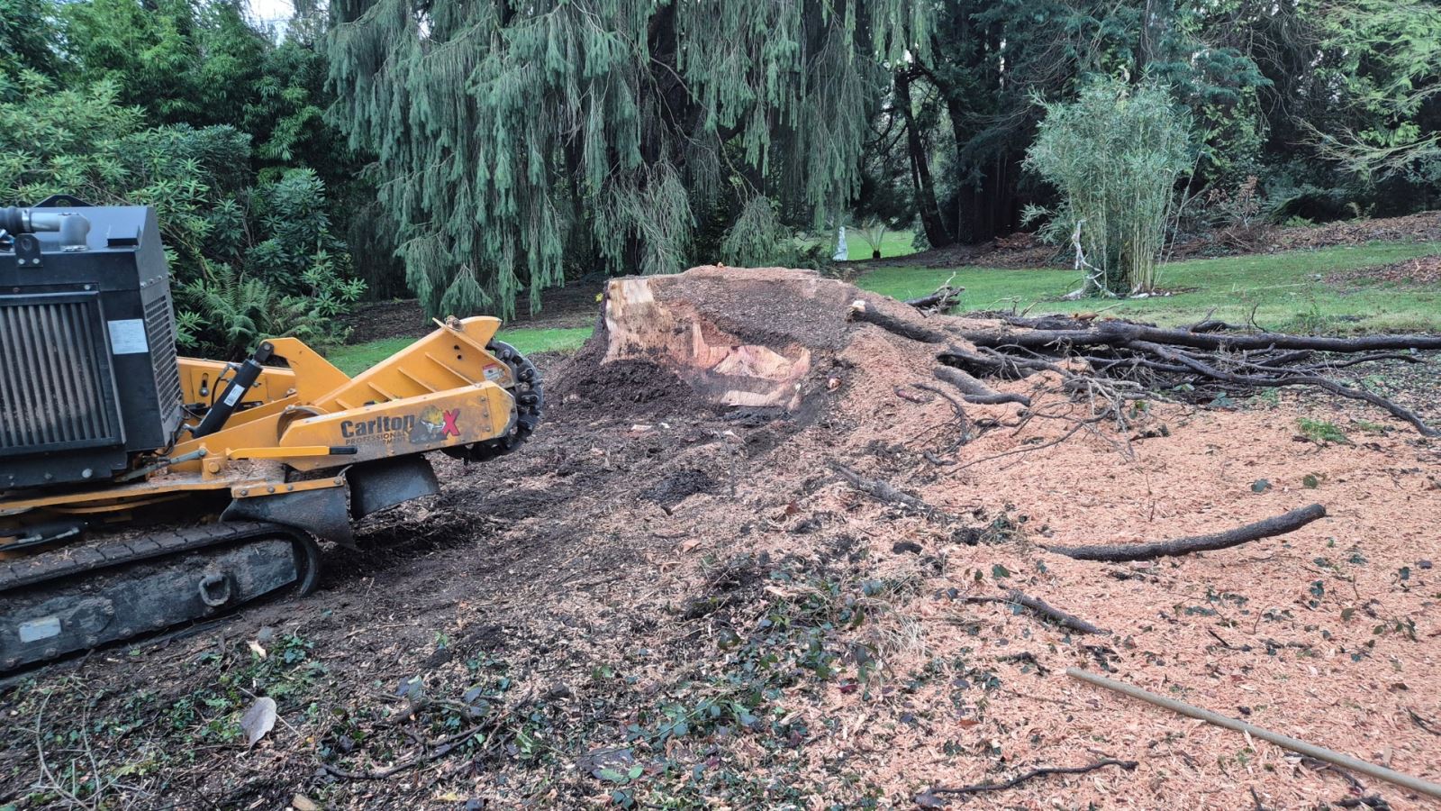 All that remains of the Abies today at Castlewellan Forest Park